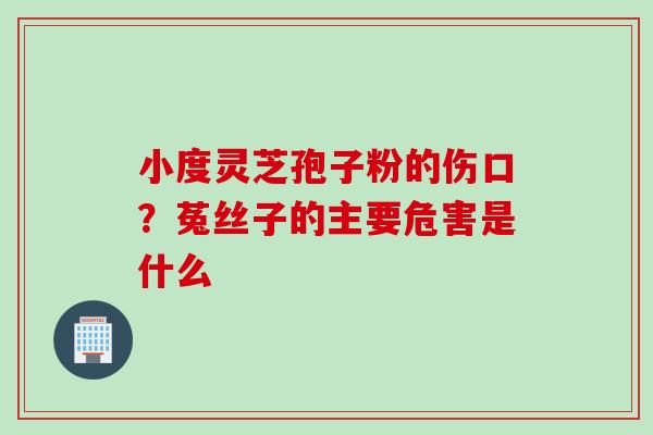 小度灵芝孢子粉的伤口？菟丝子的主要危害是什么