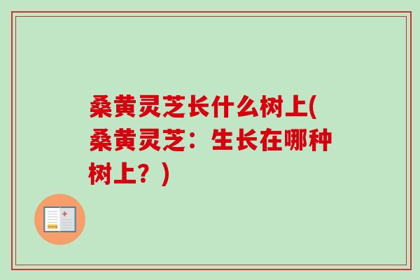 桑黄灵芝长什么树上(桑黄灵芝：生长在哪种树上？)