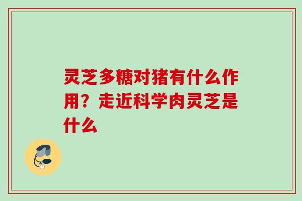 灵芝多糖对猪有什么作用?走近科学肉灵芝是什么 灵芝多糖对猪有什么作用?走近科学肉灵芝是什么