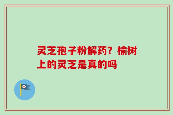 灵芝孢子粉解药？榆树上的灵芝是真的吗