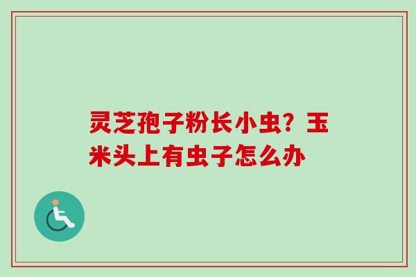 灵芝孢子粉长小虫？玉米头上有虫子怎么办