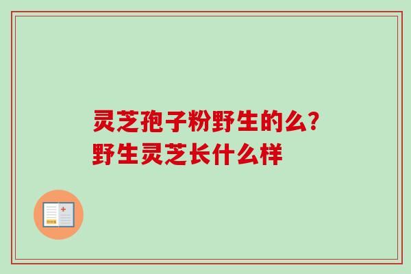 灵芝孢子粉野生的么？野生灵芝长什么样