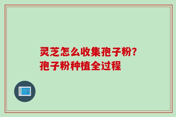 灵芝怎么收集孢子粉？孢子粉种植全过程