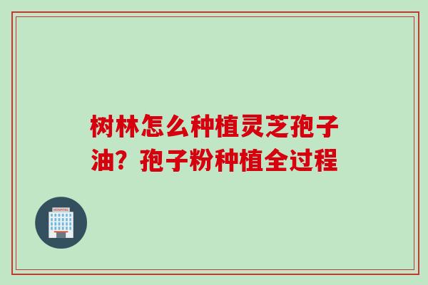 树林怎么种植灵芝孢子油？孢子粉种植全过程