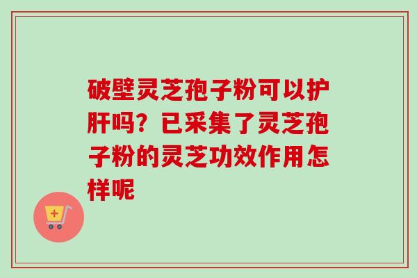 破壁灵芝孢子粉可以护肝吗？已采集了灵芝孢子粉的灵芝功效作用怎样呢
