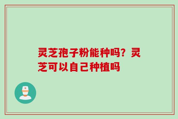 灵芝孢子粉能种吗？灵芝可以自己种植吗