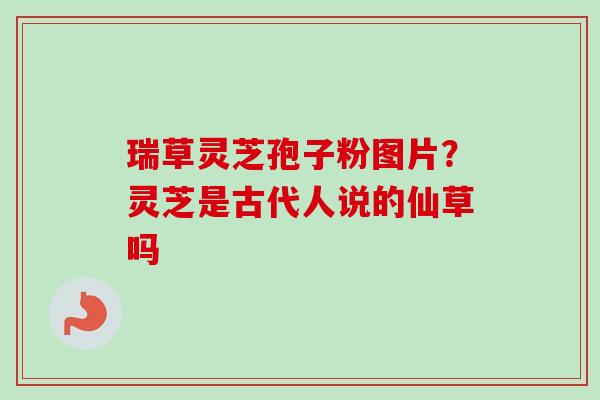 瑞草灵芝孢子粉图片?灵芝是古代人说的仙草吗 瑞草灵芝孢子粉图片?灵芝是古代人说的仙草吗