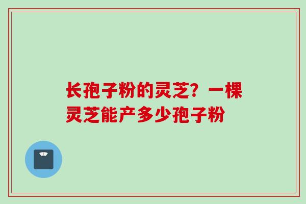 长孢子粉的灵芝？一棵灵芝能产多少孢子粉