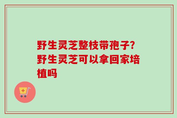 野生灵芝整枝带孢子？野生灵芝可以拿回家培植吗