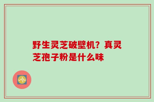 野生灵芝破壁机?真灵芝孢子粉是什么味 野生灵芝破壁机?真灵芝孢子粉是什么味