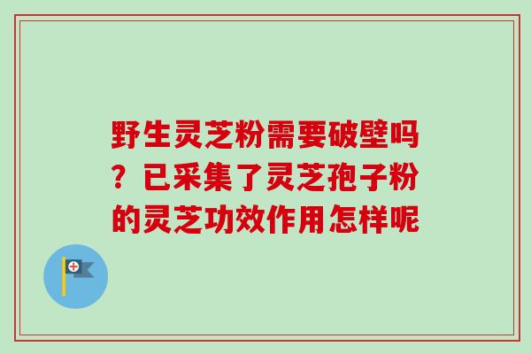 野生灵芝粉需要破壁吗？已采集了灵芝孢子粉的灵芝功效作用怎样呢
