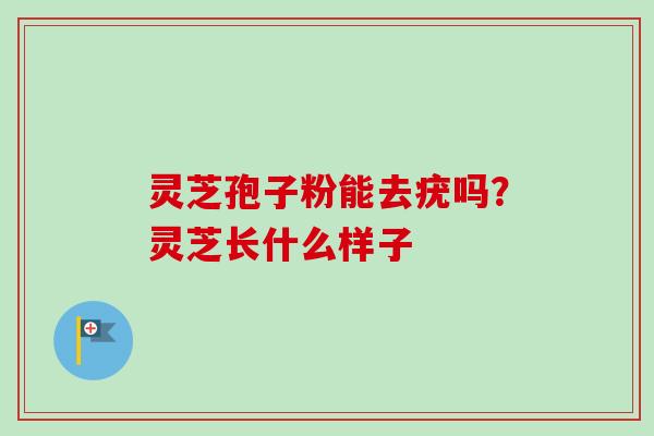 灵芝孢子粉能去疣吗？灵芝长什么样子