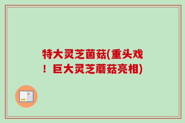 特大灵芝菌菇(重头戏！巨大灵芝蘑菇亮相)