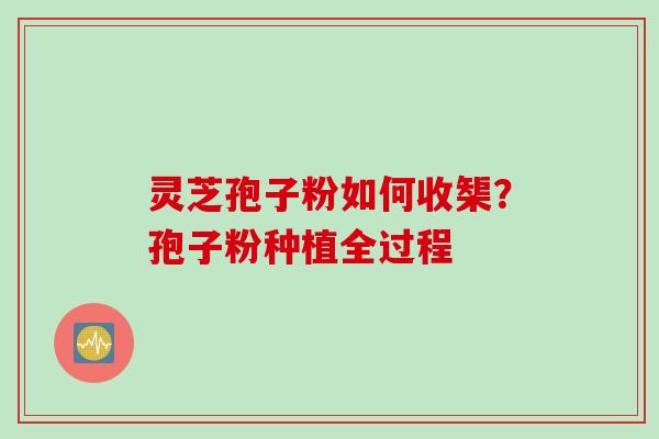 灵芝孢子粉如何收榘？孢子粉种植全过程