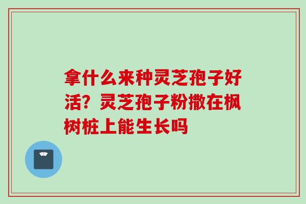 拿什么来种灵芝孢子好活？灵芝孢子粉撒在枫树桩上能生长吗