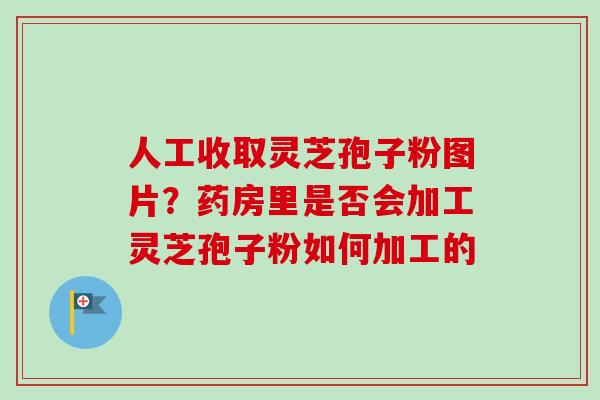 人工收取灵芝孢子粉图片？药房里是否会加工灵芝孢子粉如何加工的