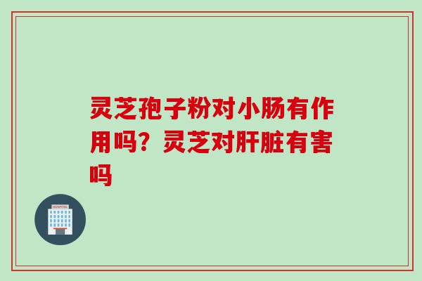 灵芝孢子粉对小肠有作用吗？灵芝对肝脏有害吗