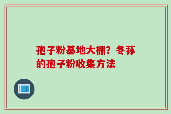 孢子粉基地大棚？冬荪的孢子粉收集方法
