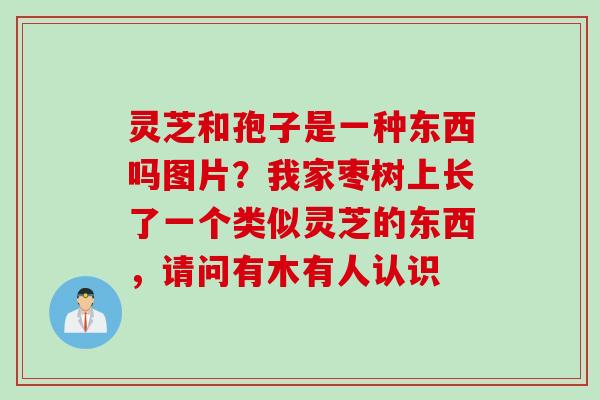 灵芝和孢子是一种东西吗图片？我家枣树上长了一个类似灵芝的东西，请问有木有人认识
