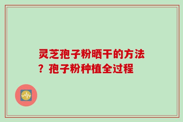 灵芝孢子粉晒干的方法？孢子粉种植全过程
