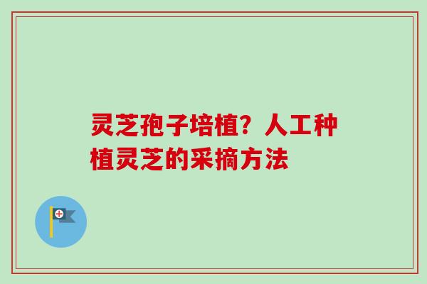灵芝孢子培植？人工种植灵芝的采摘方法