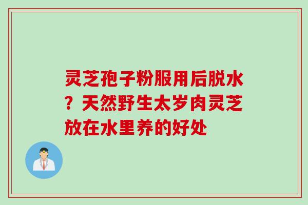 灵芝孢子粉服用后脱水？天然野生太岁肉灵芝放在水里养的好处