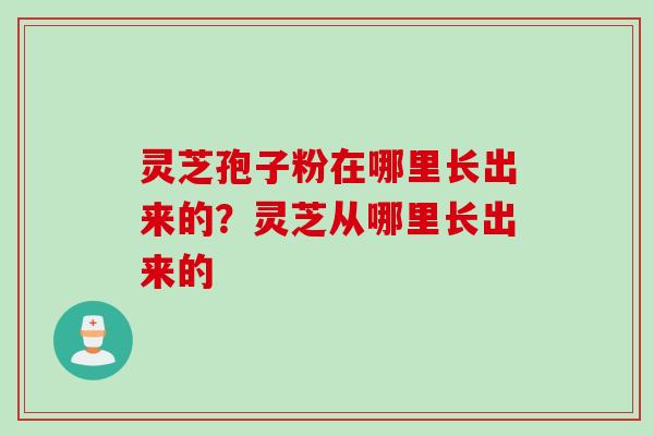 灵芝孢子粉在哪里长出来的？灵芝从哪里长出来的