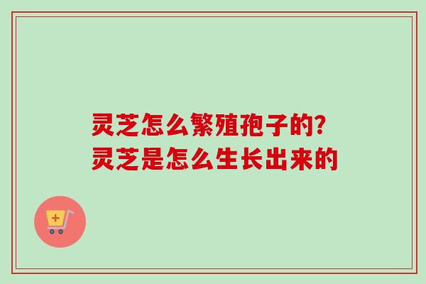 灵芝怎么繁殖孢子的？灵芝是怎么生长出来的
