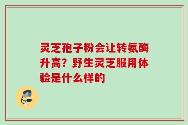 灵芝孢子粉会让转氨酶升高？野生灵芝服用体验是什么样的
