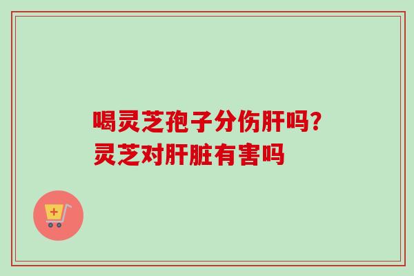 喝灵芝孢子分伤肝吗？灵芝对肝脏有害吗