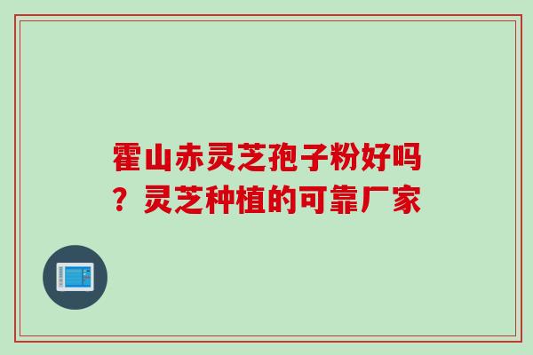 霍山赤灵芝孢子粉好吗？灵芝种植的可靠厂家