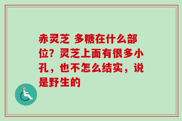 赤灵芝 多糖在什么部位？灵芝上面有很多小孔，也不怎么结实，说是野生的