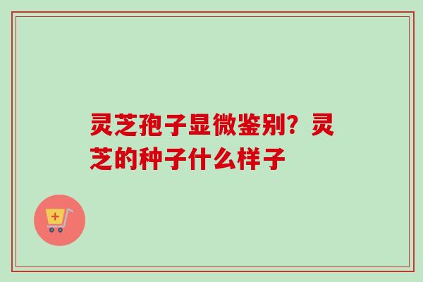灵芝孢子显微鉴别？灵芝的种子什么样子