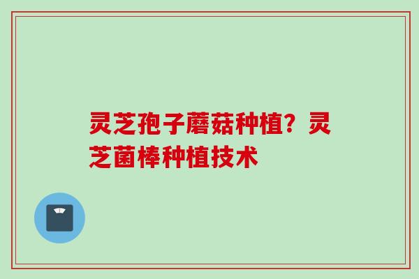 灵芝孢子蘑菇种植？灵芝菌棒种植技术