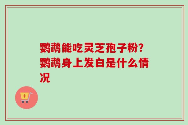 鹦鹉能吃灵芝孢子粉？鹦鹉身上发白是什么情况