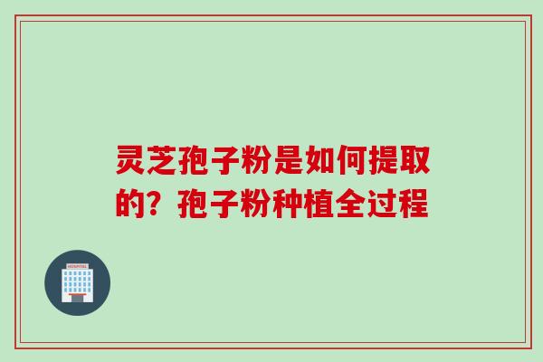 灵芝孢子粉是如何提取的？孢子粉种植全过程