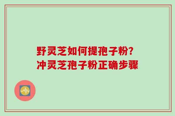 野灵芝如何提孢子粉？冲灵芝孢子粉正确步骤