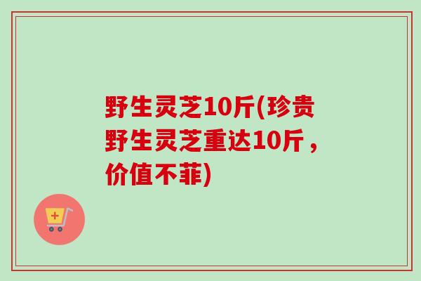 野生灵芝10斤(珍贵野生灵芝重达10斤，价值不菲)