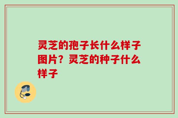 灵芝的孢子长什么样子图片？灵芝的种子什么样子