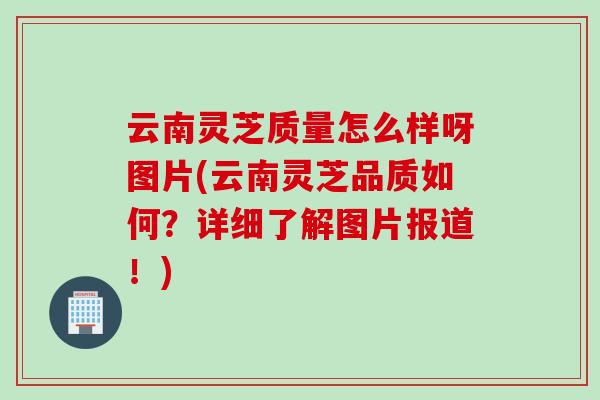 云南灵芝质量怎么样呀图片(云南灵芝品质如何？详细了解图片报道！)