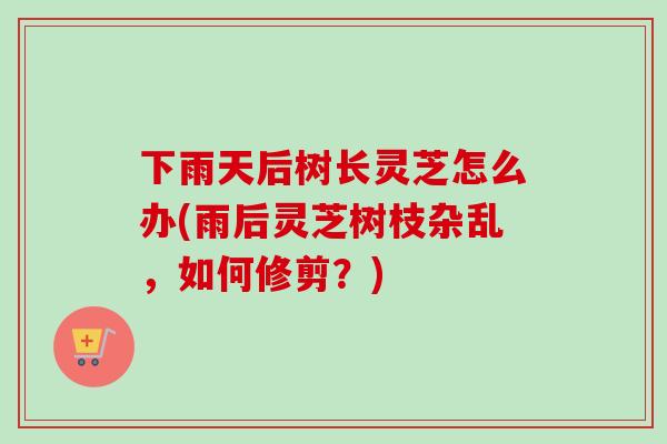 下雨天后树长灵芝怎么办(雨后灵芝树枝杂乱,如何修剪?) 下雨天后树长灵芝怎么办(雨后灵芝树枝杂乱,如何修剪?)