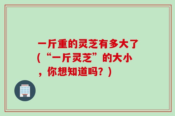 一斤重的灵芝有多大了(“一斤灵芝”的大小，你想知道吗？)