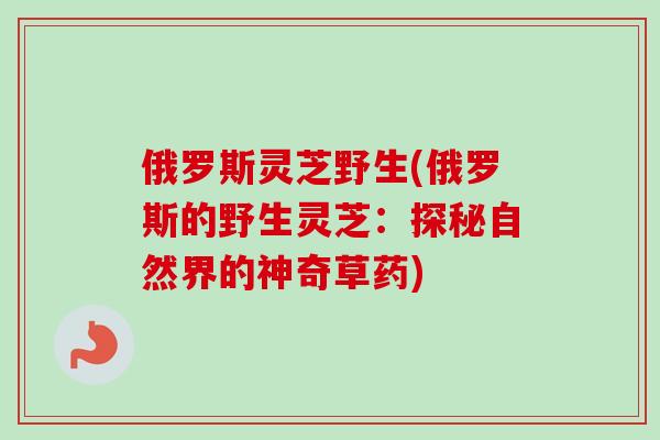 俄罗斯灵芝野生(俄罗斯的野生灵芝：探秘自然界的神奇草药)