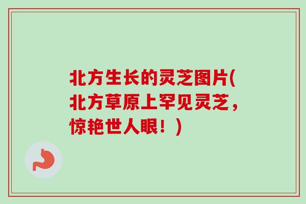 北方生长的灵芝图片(北方草原上罕见灵芝，惊艳世人眼！)