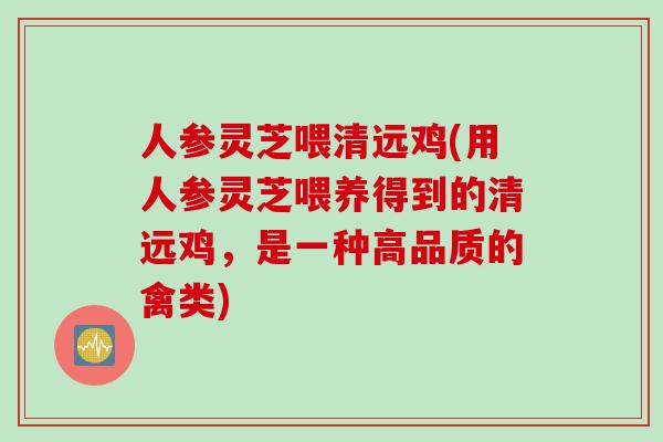 人参灵芝喂清远鸡(用人参灵芝喂养得到的清远鸡，是一种高品质的禽类)