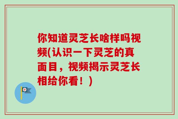 你知道灵芝长啥样吗视频(认识一下灵芝的真面目，视频揭示灵芝长相给你看！)