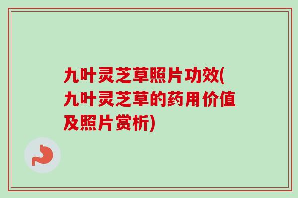 九叶灵芝草照片功效(九叶灵芝草的药用价值及照片赏析)