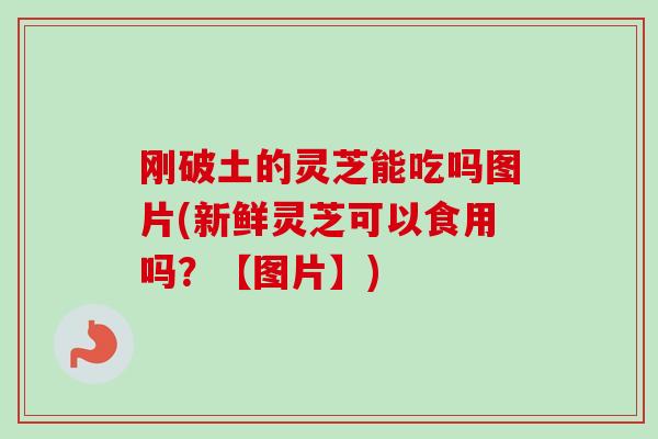 刚破土的灵芝能吃吗图片(新鲜灵芝可以食用吗?【图片】) 刚破土的灵芝能吃吗图片(新鲜灵芝可以食用吗?【图片】)