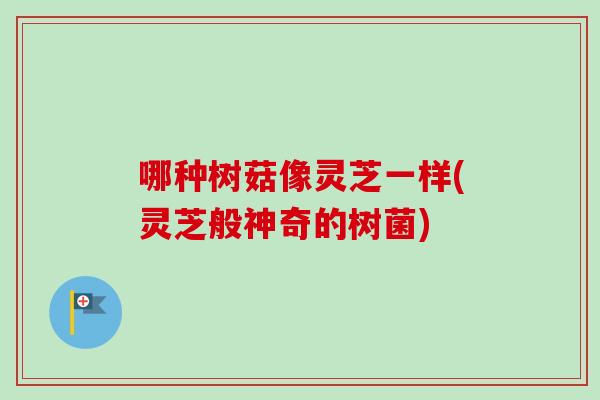 哪种树菇像灵芝一样(灵芝般神奇的树菌)