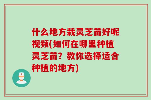 什么地方栽灵芝苗好呢视频(如何在哪里种植灵芝苗？教你选择适合种植的地方)